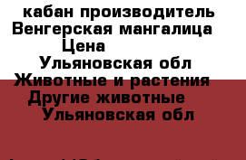 кабан производитель Венгерская мангалица › Цена ­ 40 000 - Ульяновская обл. Животные и растения » Другие животные   . Ульяновская обл.